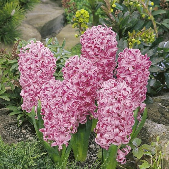 Hyacint 'Pink Pearl' 5-pack